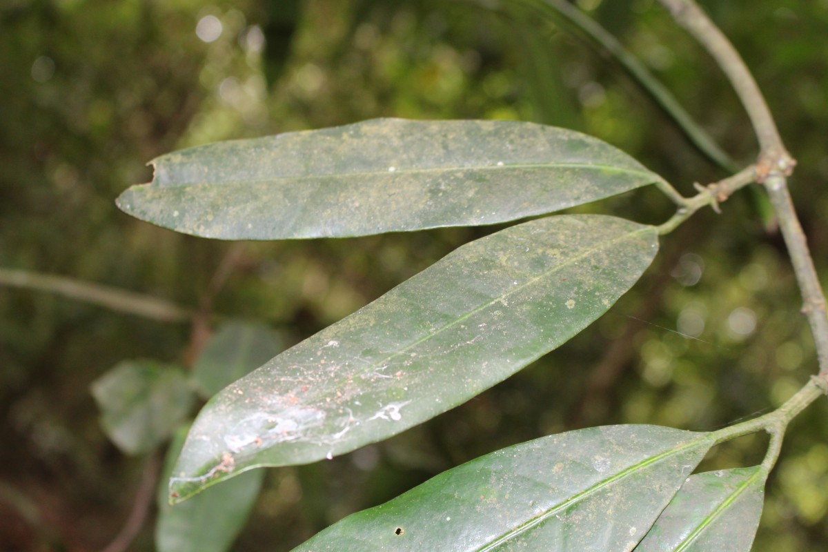 Garcinia xanthochymus Hook.f. ex T.Anderson